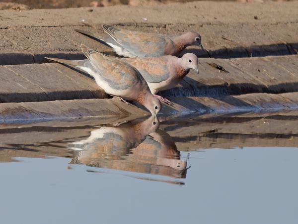 <h3><a href="/trips/safari/biota/animalia/chordata/aves/026 columbiformes/001 columbidae/spilopelia senegalensis/spilopelia senegalensis-en.html">Spilopelia&nbsp;senegalensis</a> / Laughing&nbsp;dove / Palmtortel</h3>OM-1 Mark II with OLYMPUS M.150-400mm F4.5 TC, 1/2000 sec at F5.6, ISO 640, distance 36.8&nbsp;m